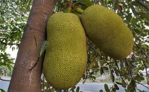 image of jack fruit growing in Sri Lanka as research for cookery class things to do in Manchester